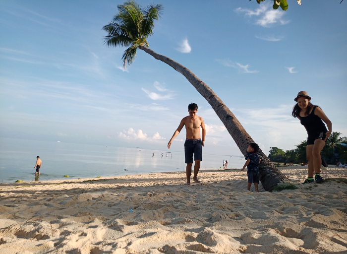coconut tree at Lambug beach, Badian