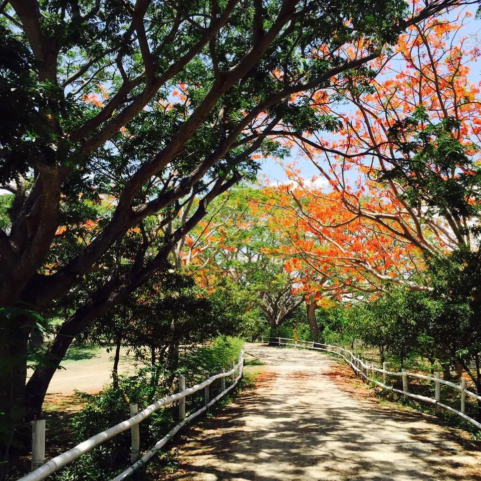 Trees in Destiny Beach